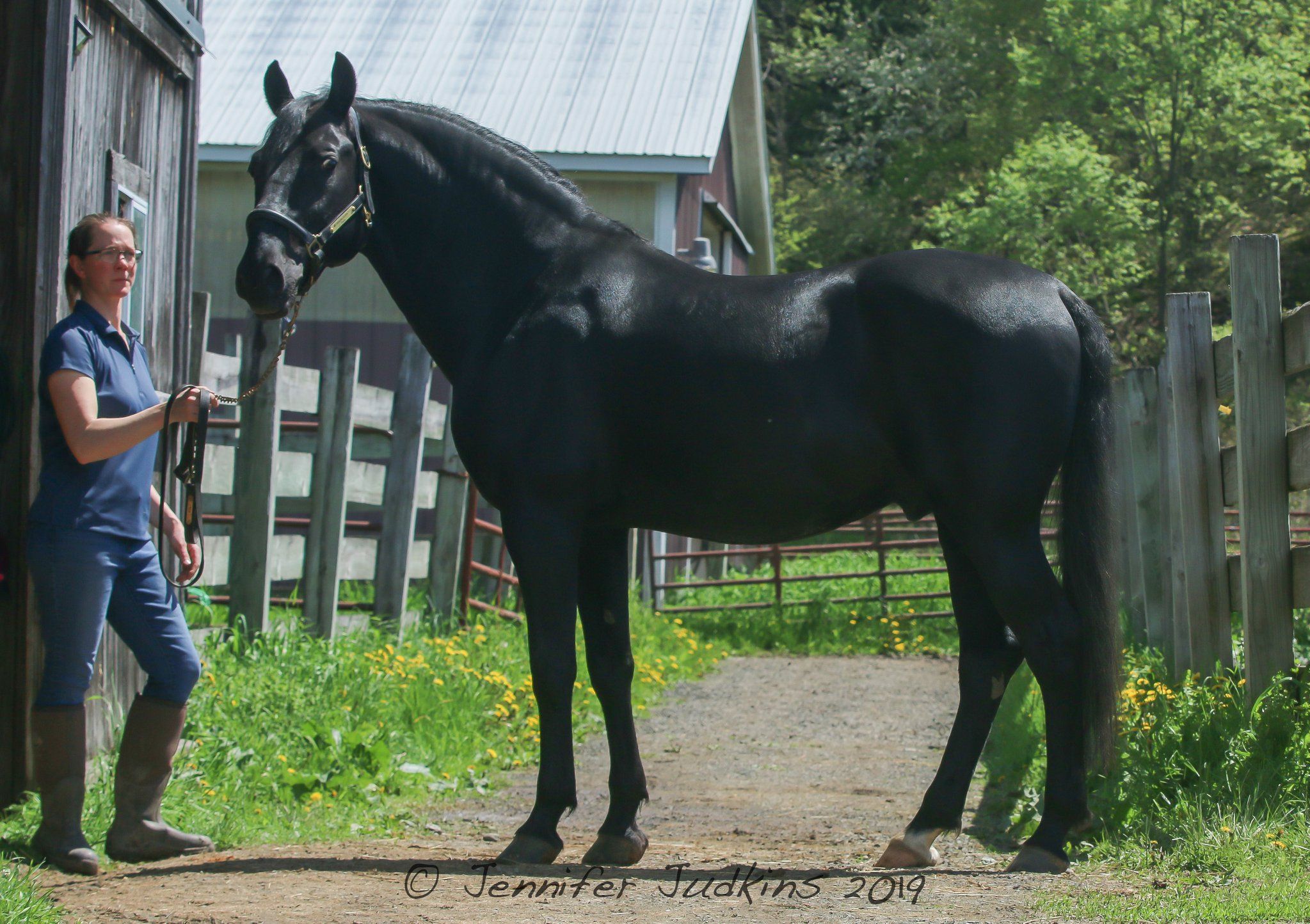 483 Maestoso Krabbe VIII-1