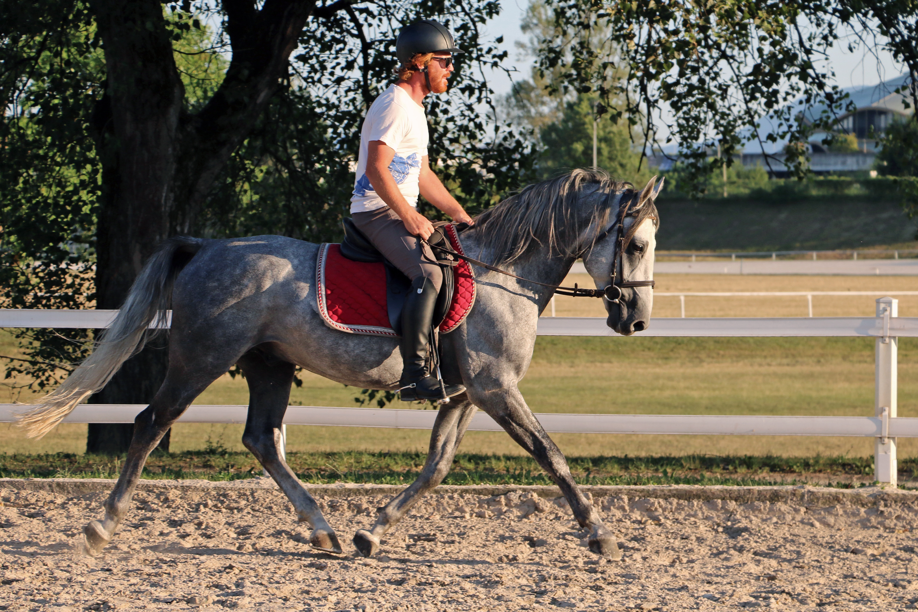 483 Neapolitano Wera XXIII-3