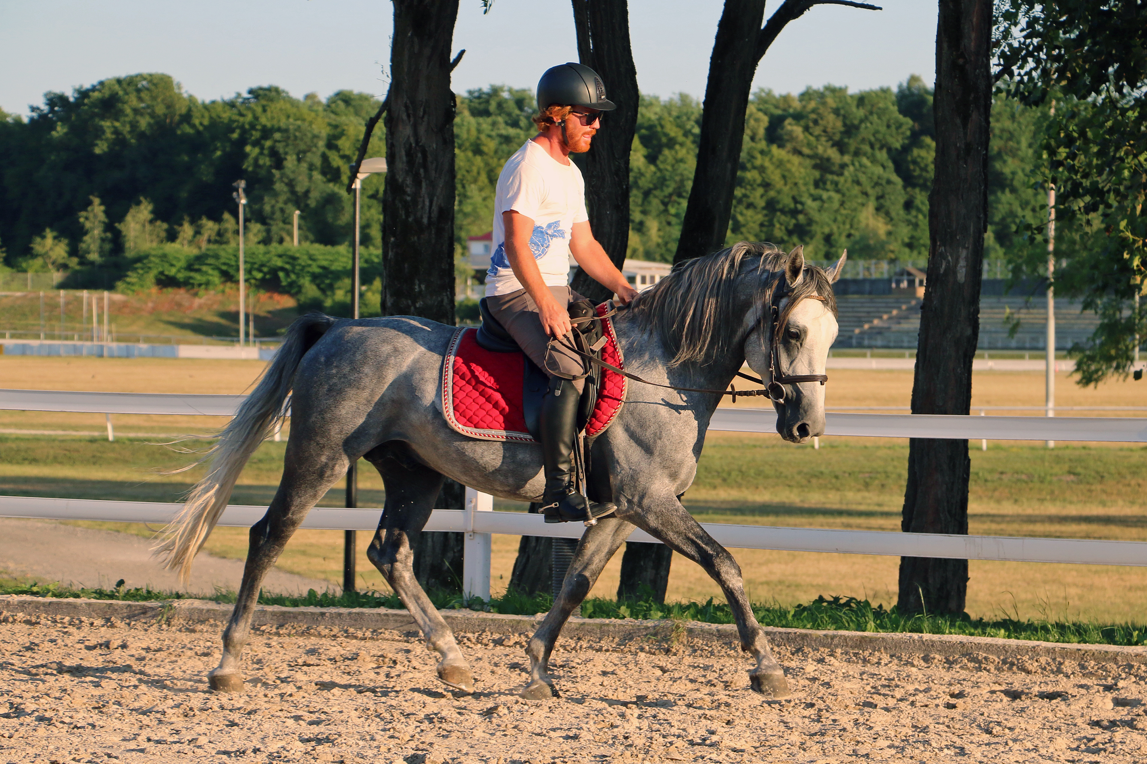 483 Neapolitano Wera XXIII-3