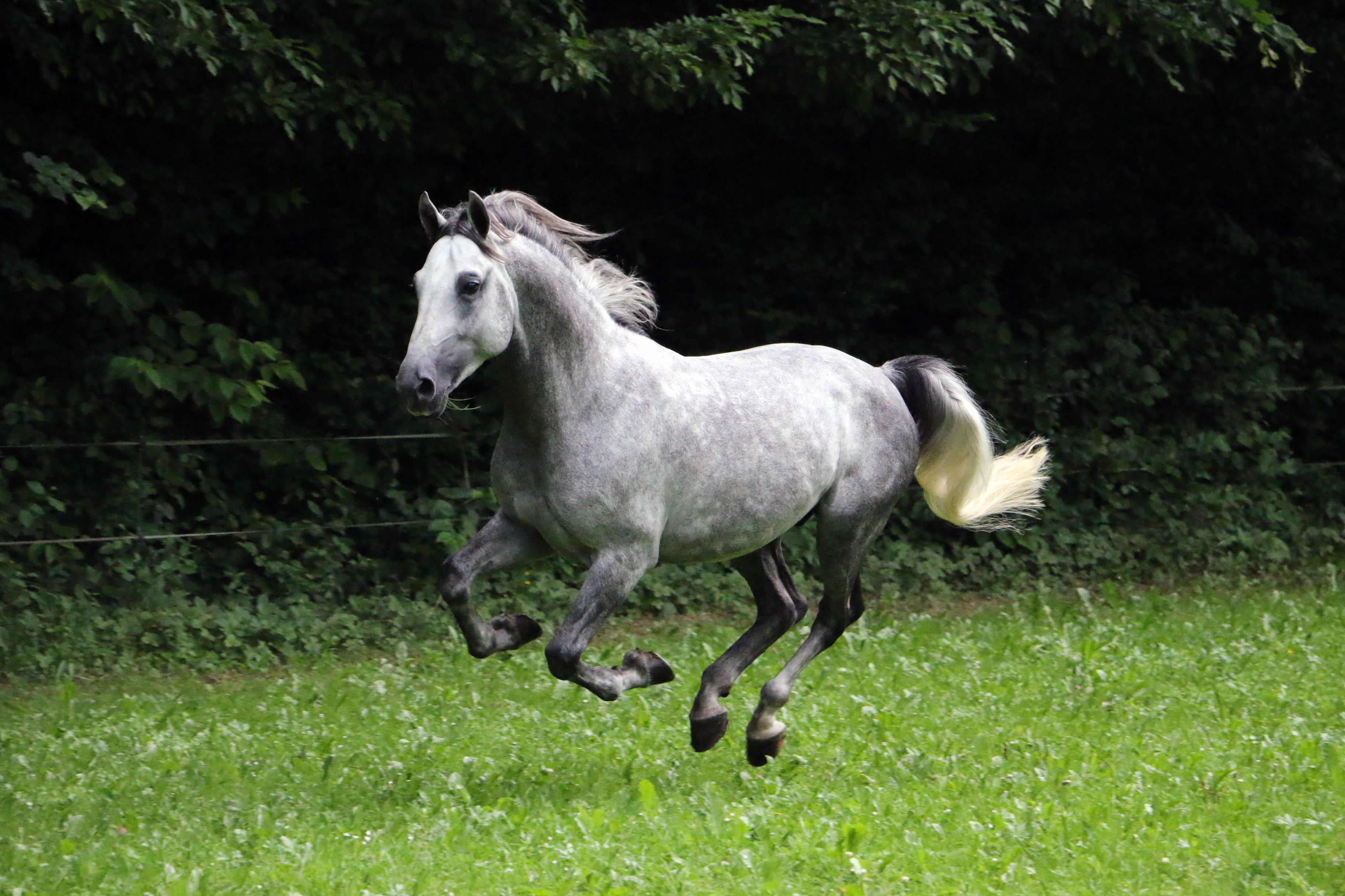 483 Neapolitano Wera XXIII-3