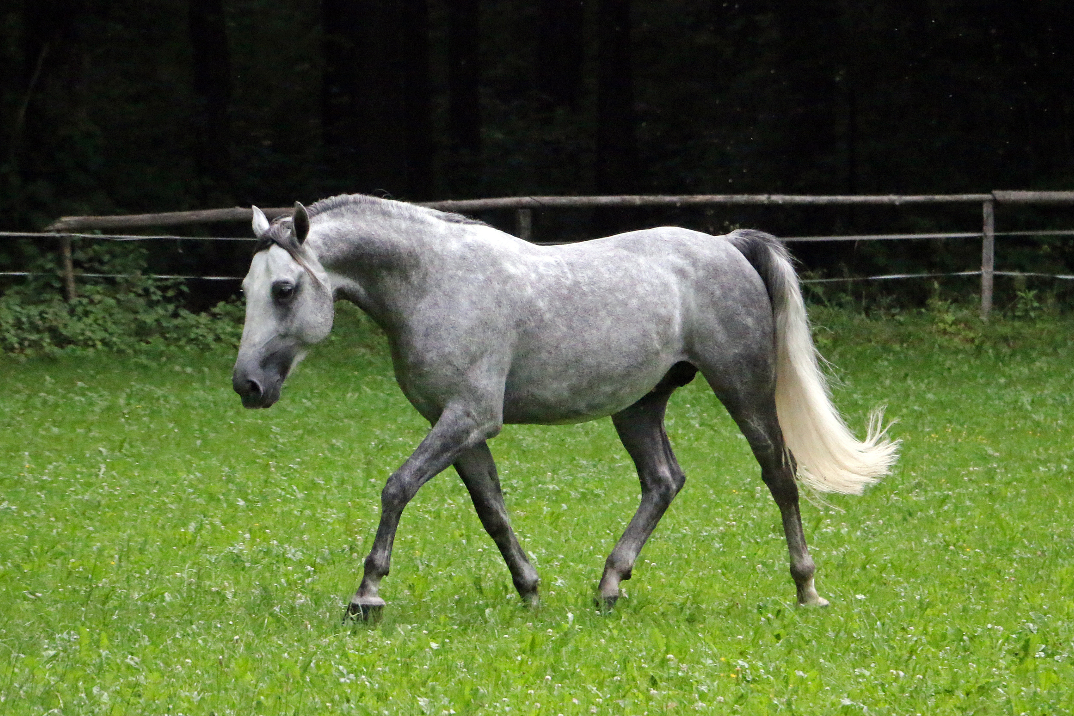 483 Neapolitano Wera XXIII-3