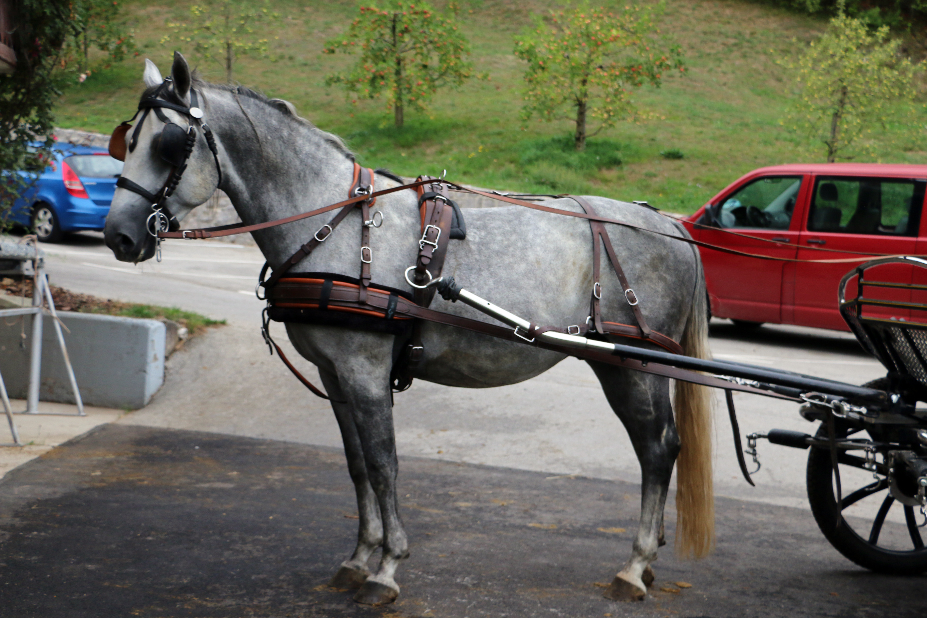 483 Neapolitano Wera XXIII-3