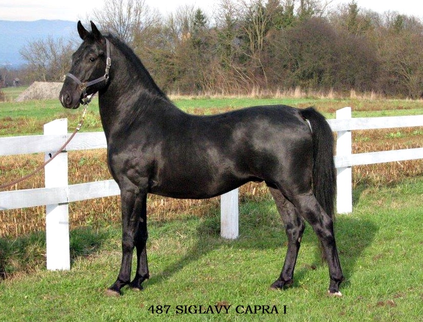 487 Siglavy Capra I