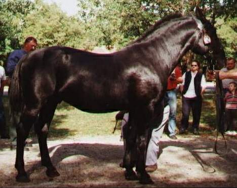 502 Conversano Mara VII-3