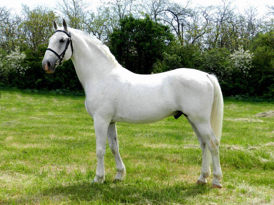 5046 Conversano Cedrus