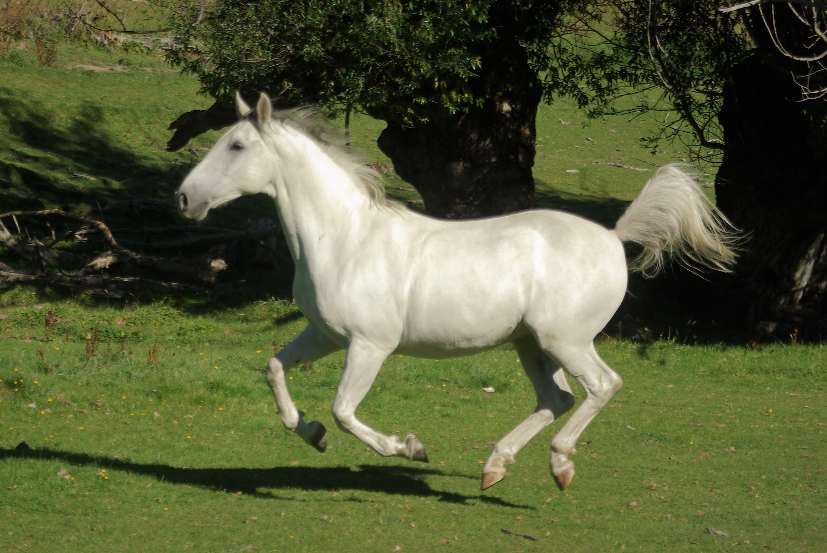 504 Conversano Bekescaba