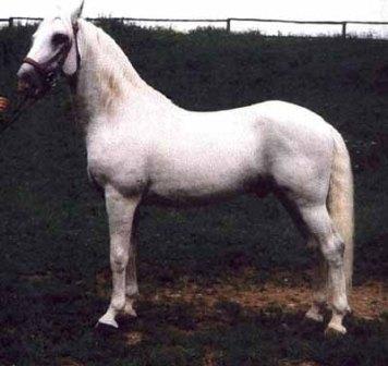 505 Siglavy Dubovina