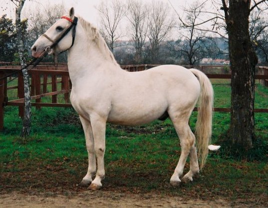 506 Pluto Bregava XXV