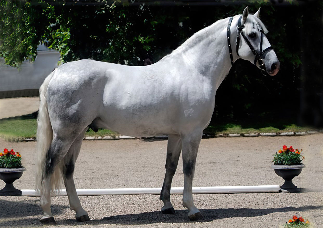 5164 Pluto XXXII-4 (XXXIV. tm)