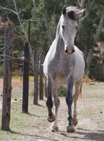 519 Conversano Sagana