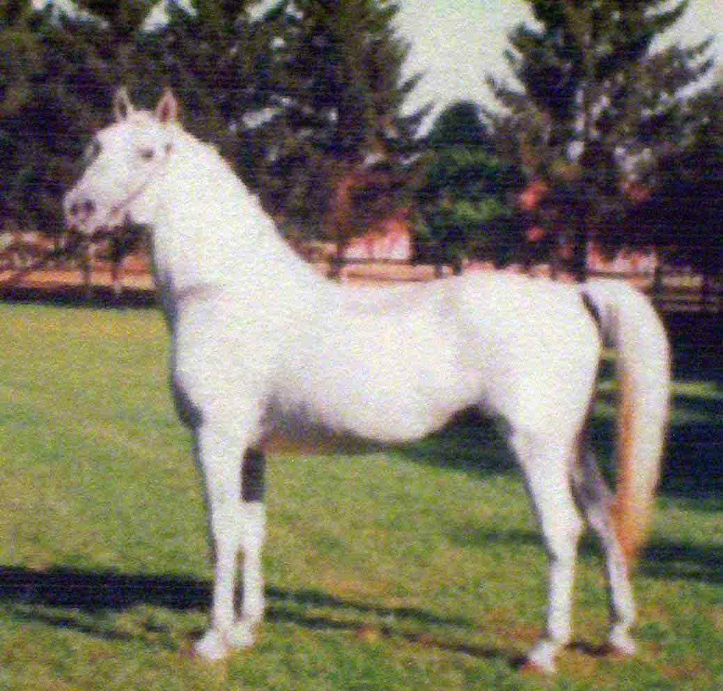 522 Tulipan Trofetta V-4