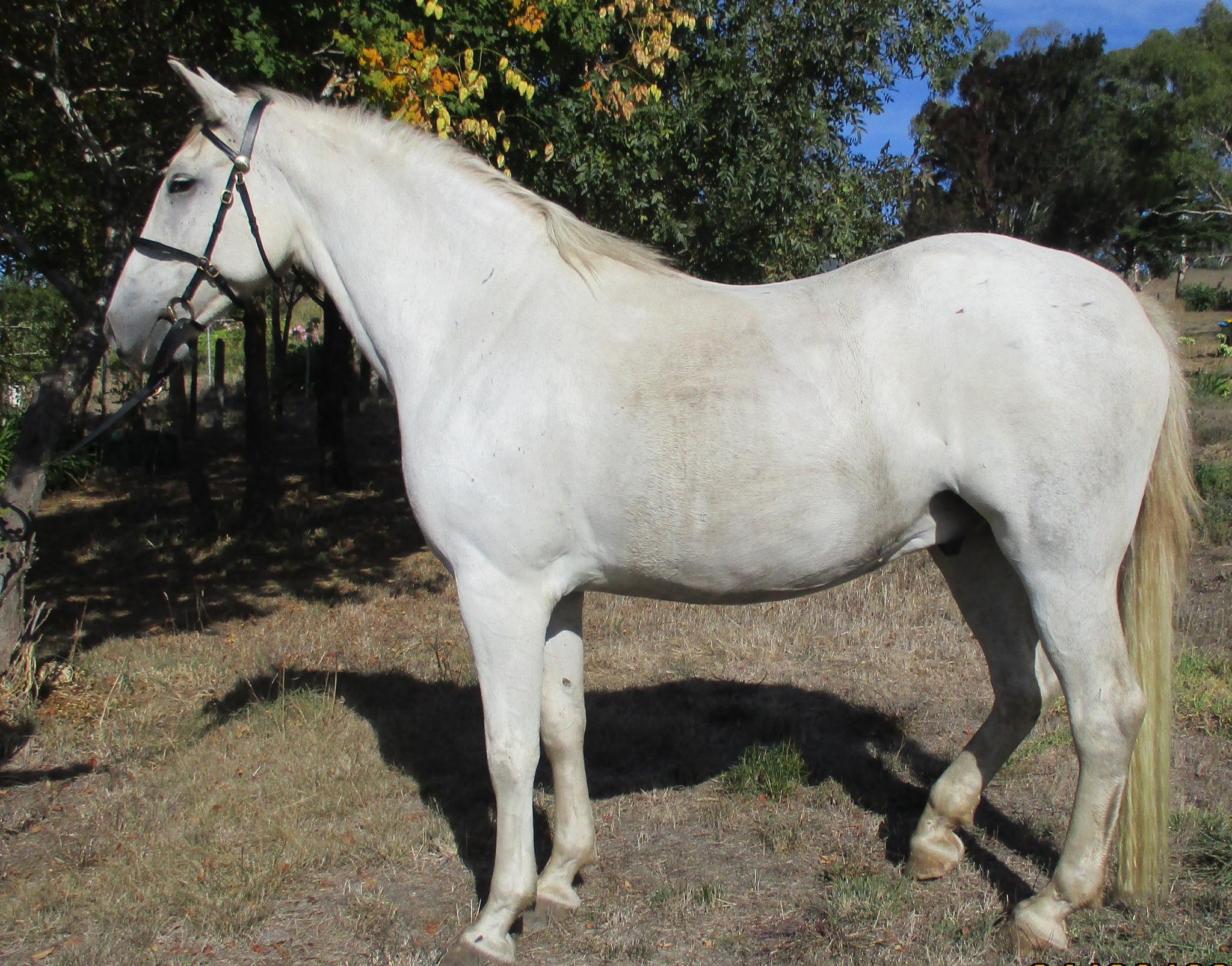 527 Conversano Grace IV