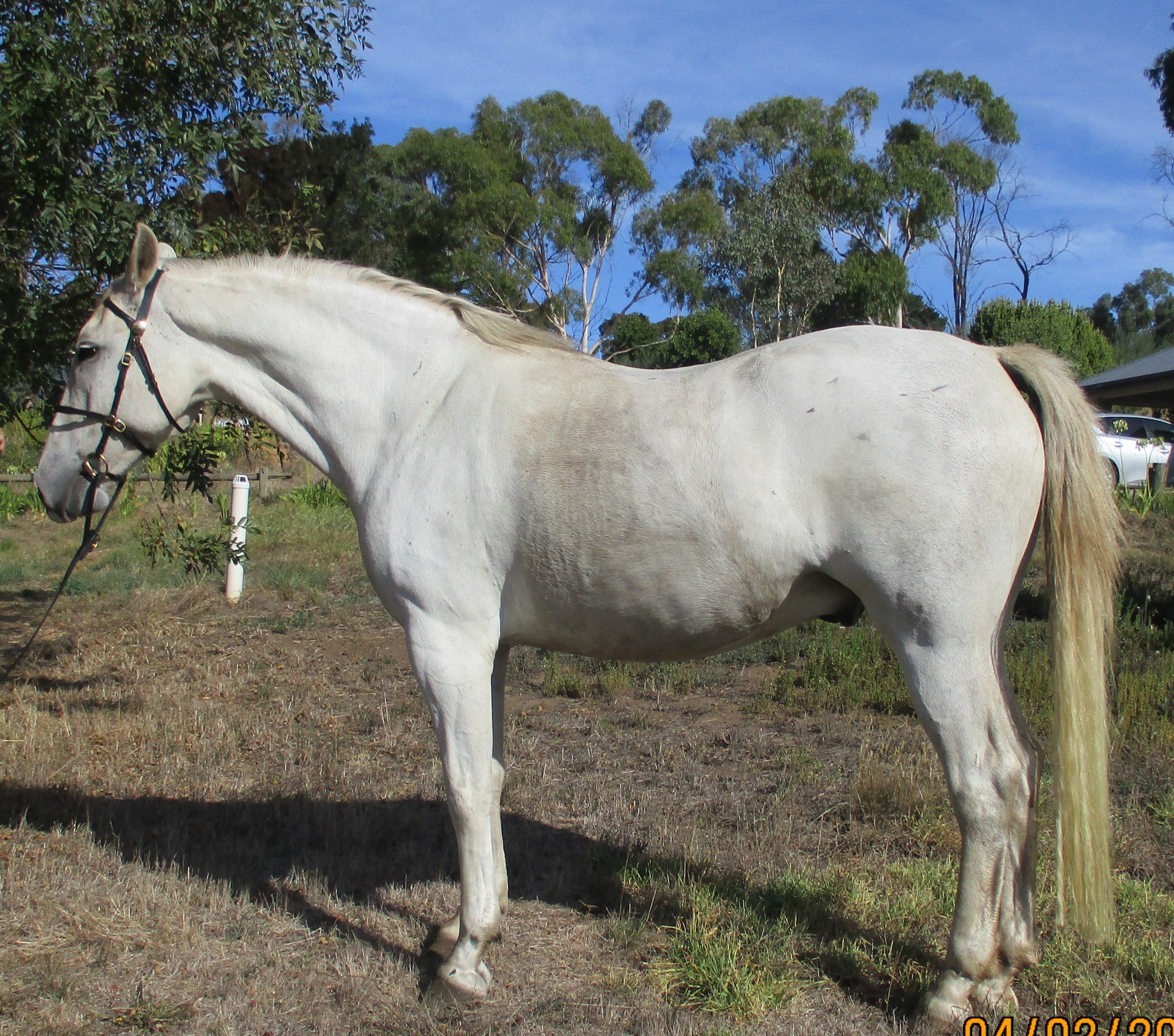 527 Conversano Grace IV