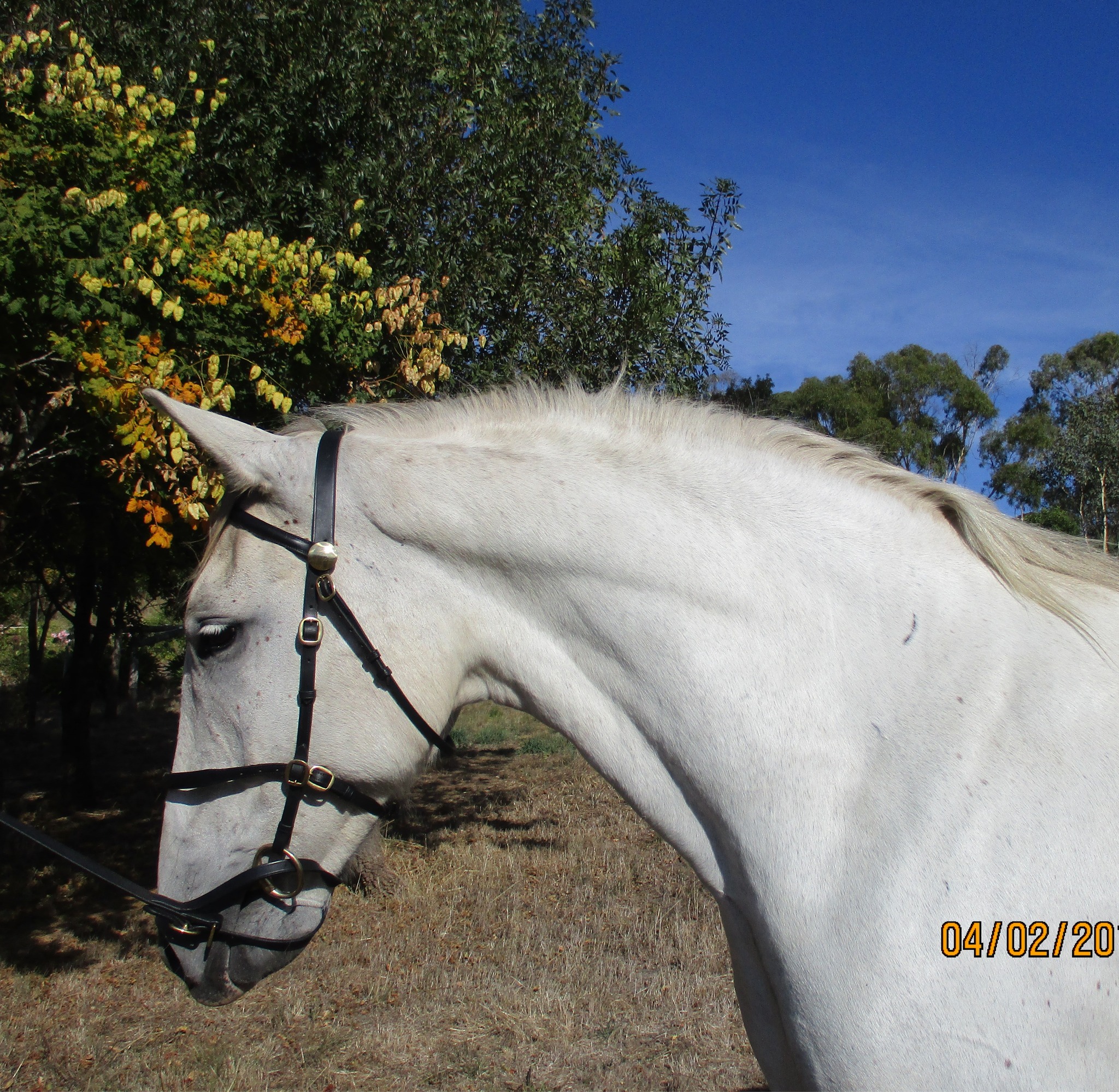 527 Conversano Grace IV