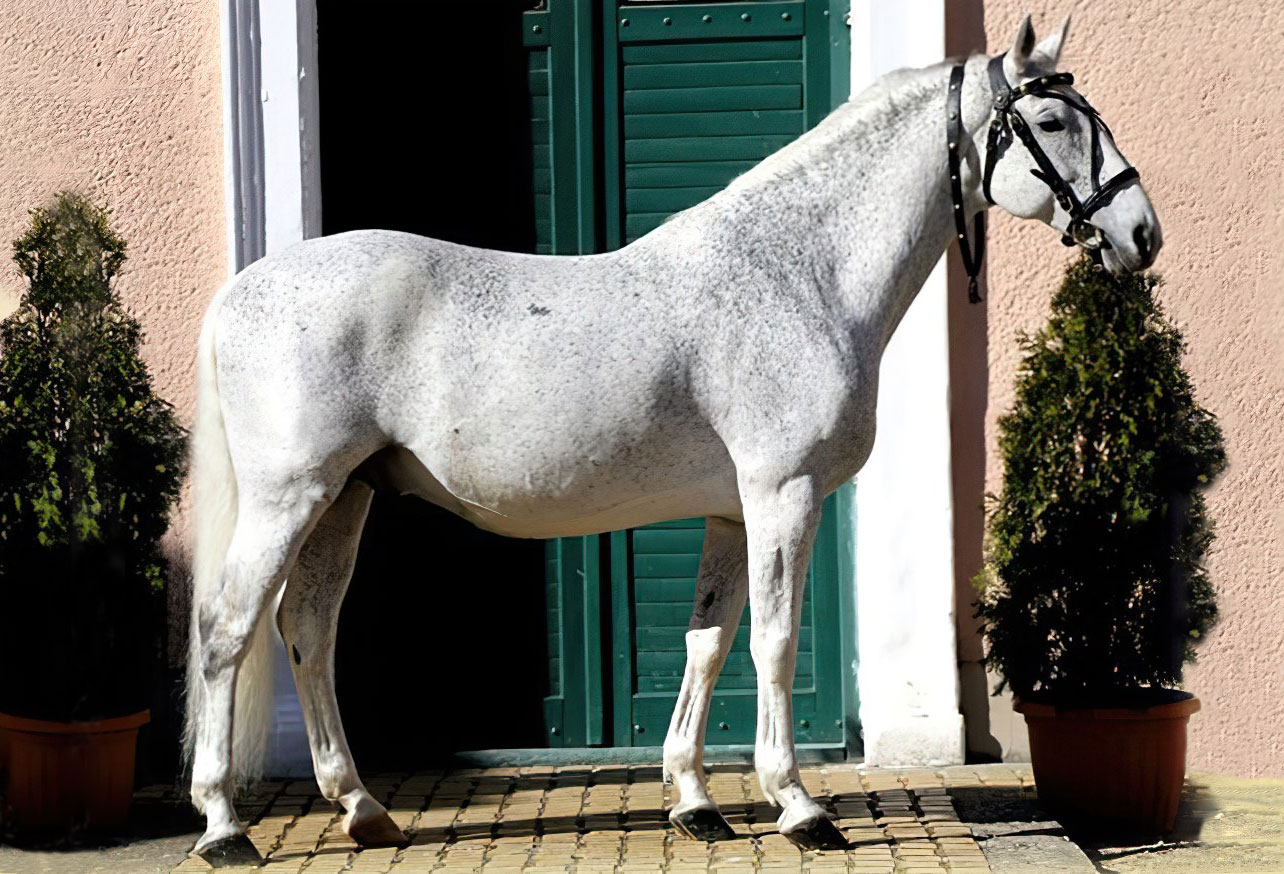 5327 Neapolitano XXV-27 (XXVII. tm)