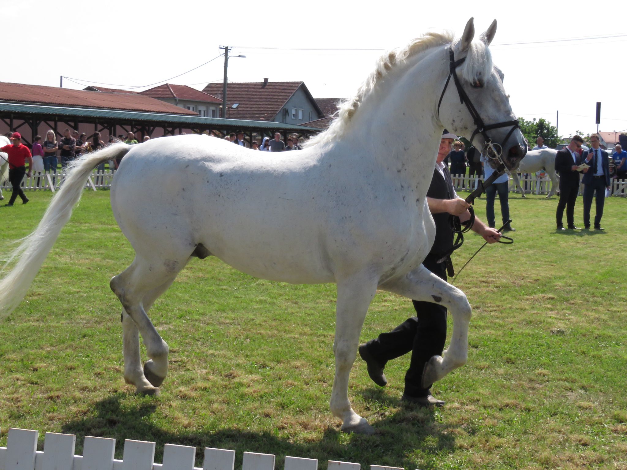 538 Neapolitano Gaetana XVIII-4