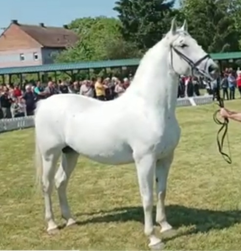 538 Neapolitano Gaetana XVIII-4