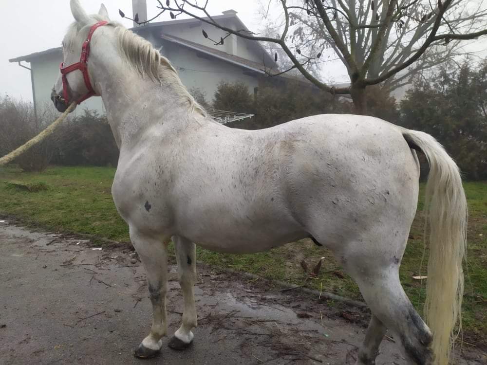 538 Neapolitano Gaetana XVIII-4