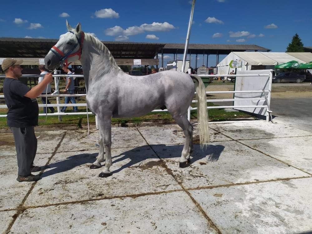 538 Neapolitano Gaetana XVIII-4