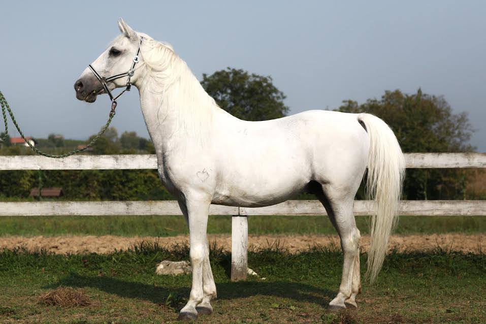 310-54 Siglavy Gaeta II