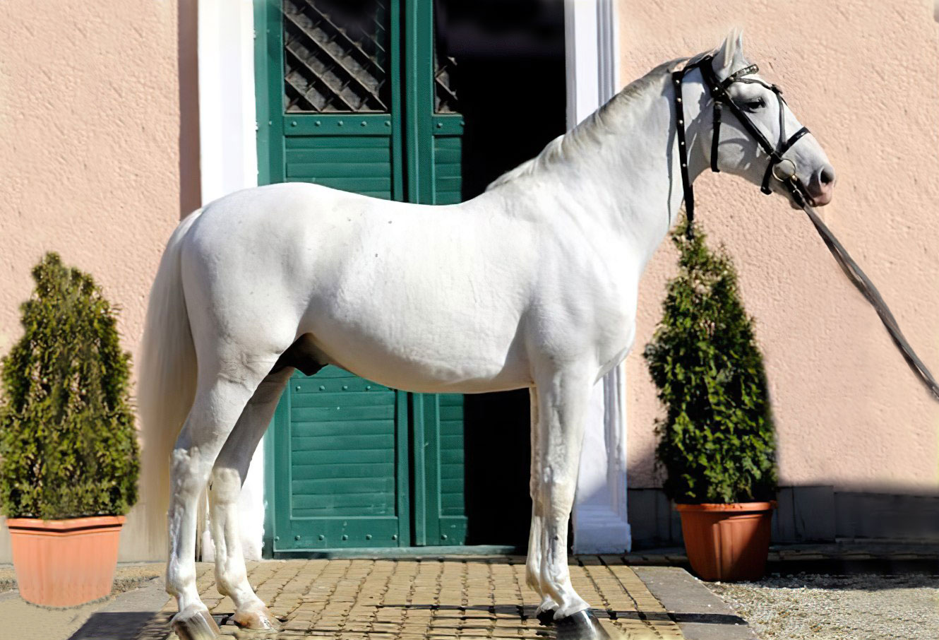 5450 Siglavy Samira XVIII (S. XVI)