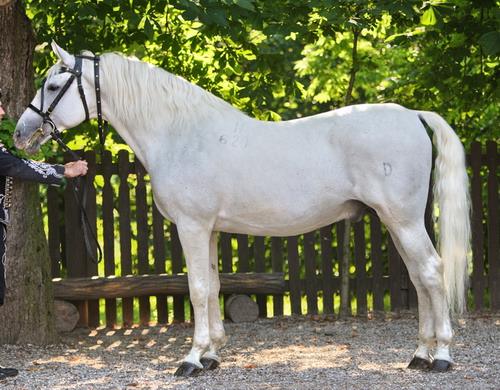 620 Conversano Krabbe III-1 (4574 C. XXVII)