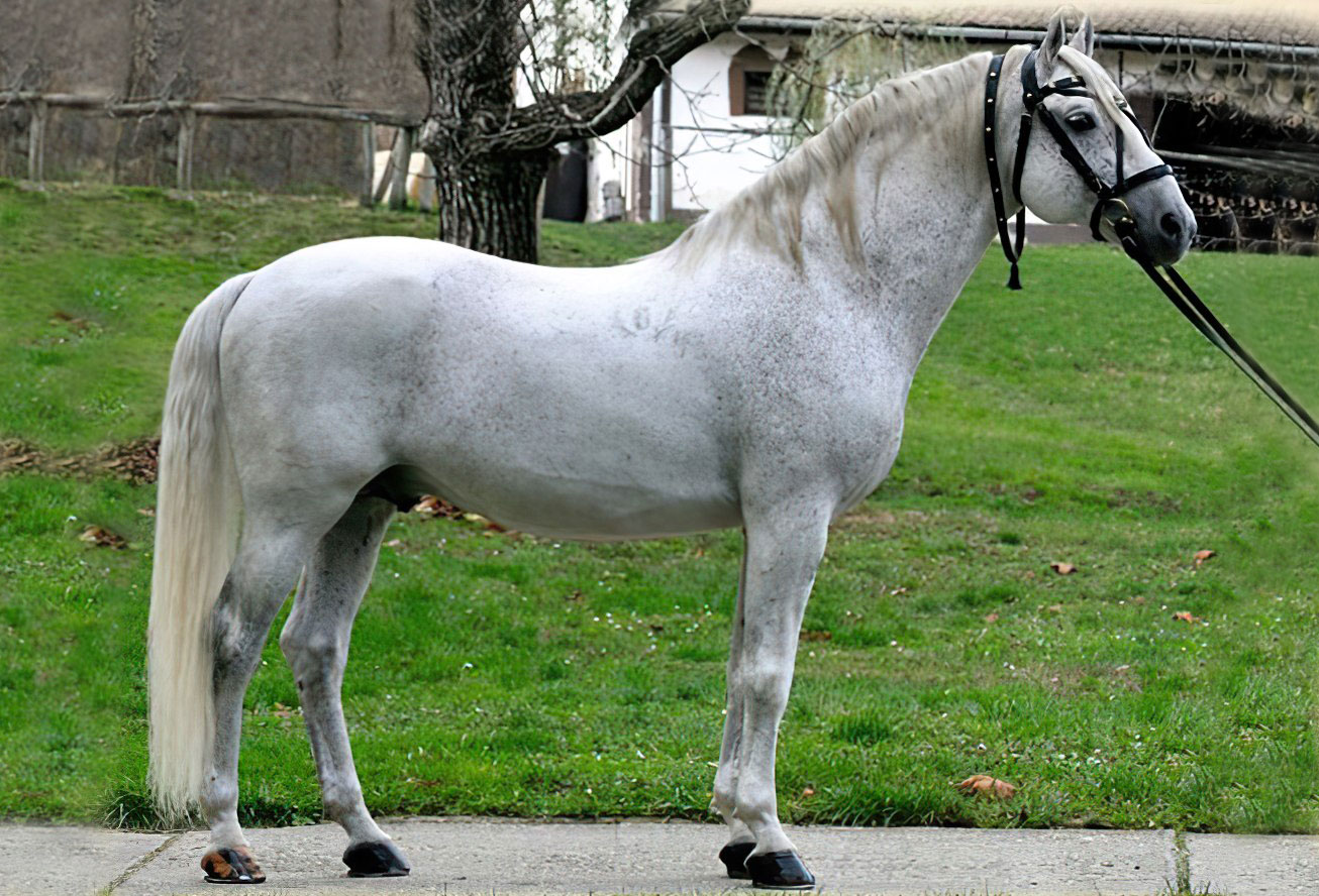 5497 Favory XXVIII-42 (XXXI. tm)