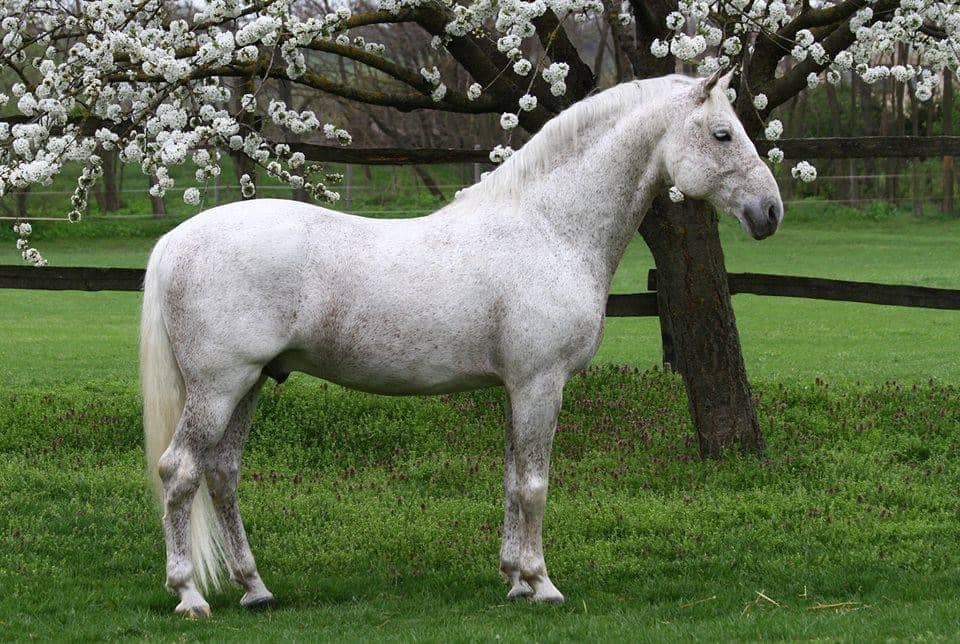 5497 Favory XXVIII-42 (XXXI. tm)