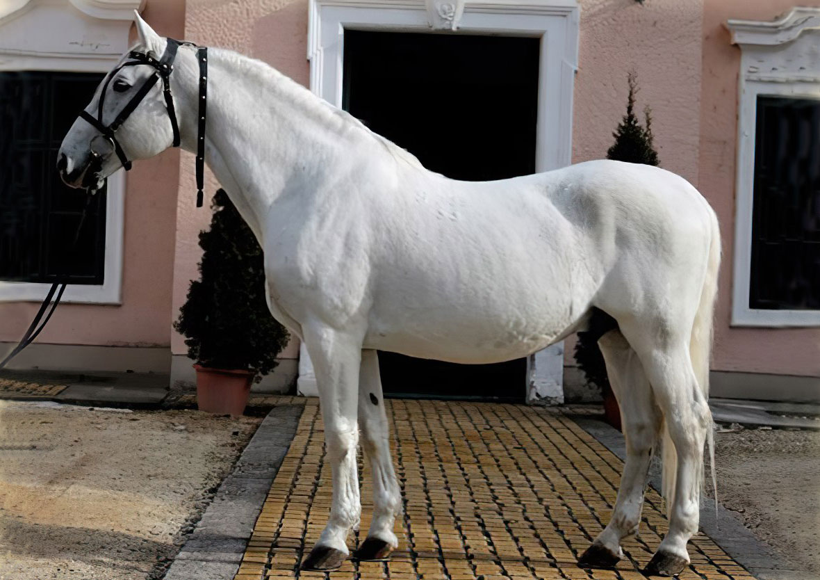 5498 Favory XXVIII-53