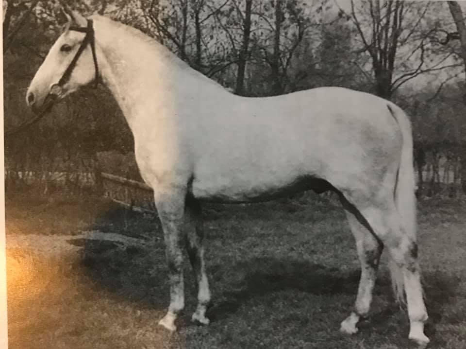 555-2512 Maestoso Lipica