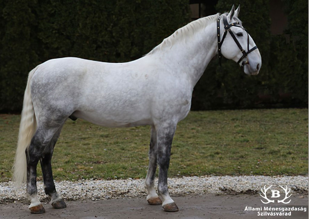 5669 Incitato XV-7 (I. XVII)