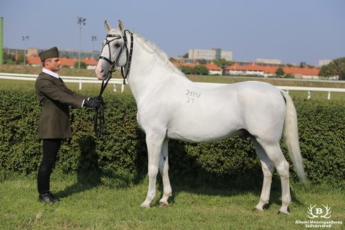 5678 Incitato XIII-21 (XVIII. tm)