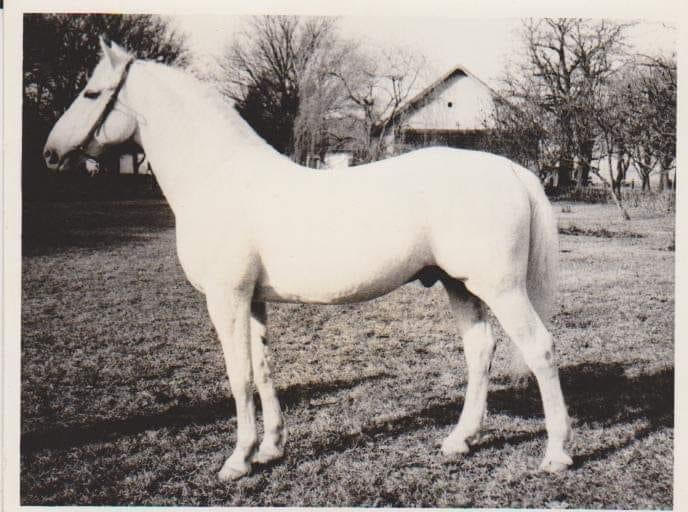 578 Favory Dubovina VII