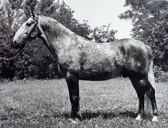 593-2561 Tulipan Jadranka II