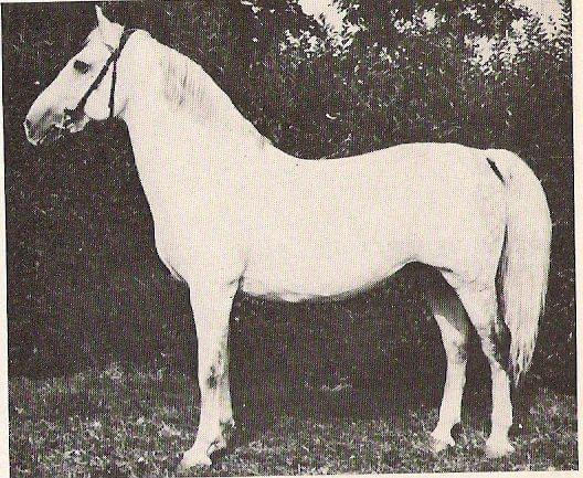 606 Pluto Trompeta IV