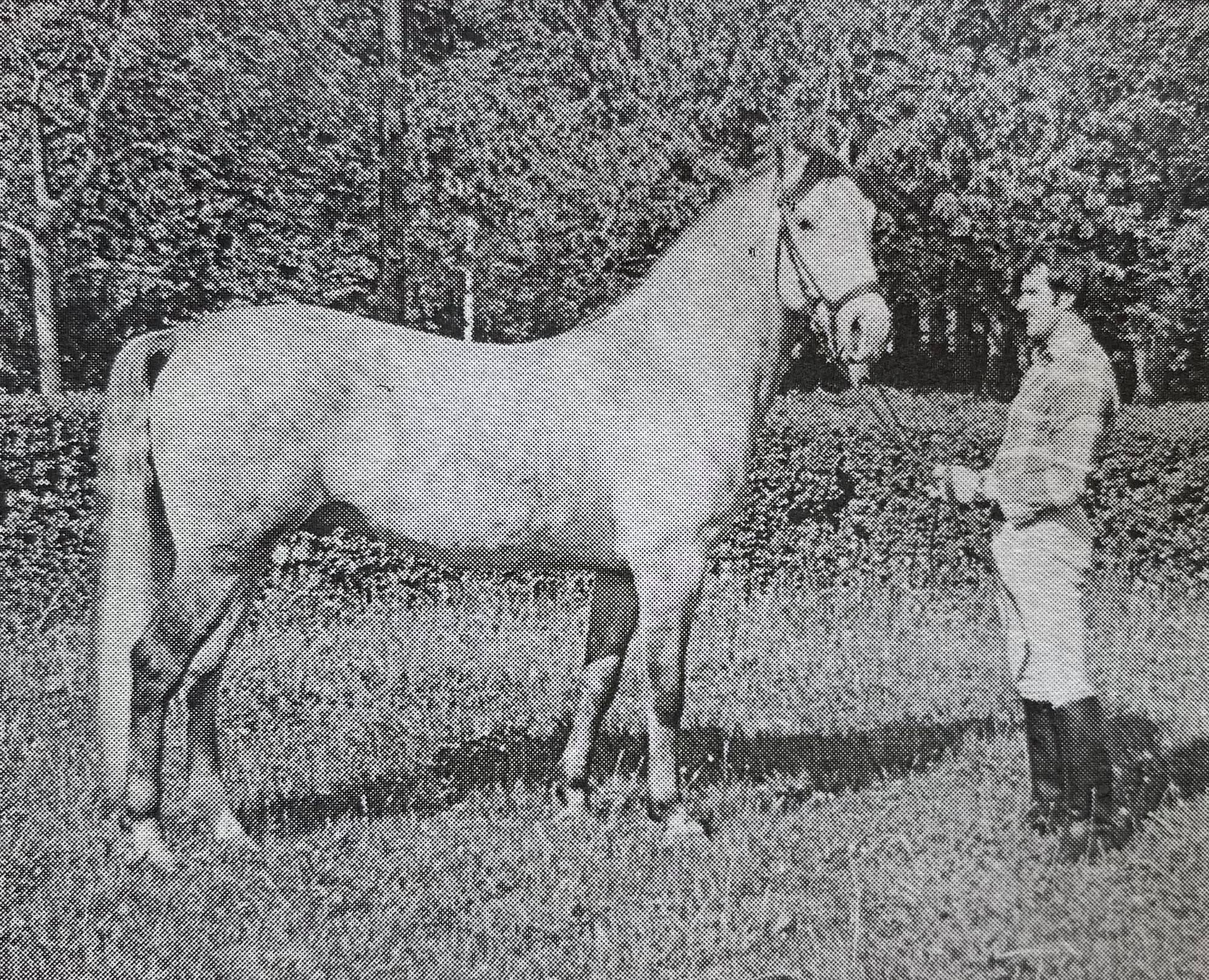 610 Conversano Trompeta XII