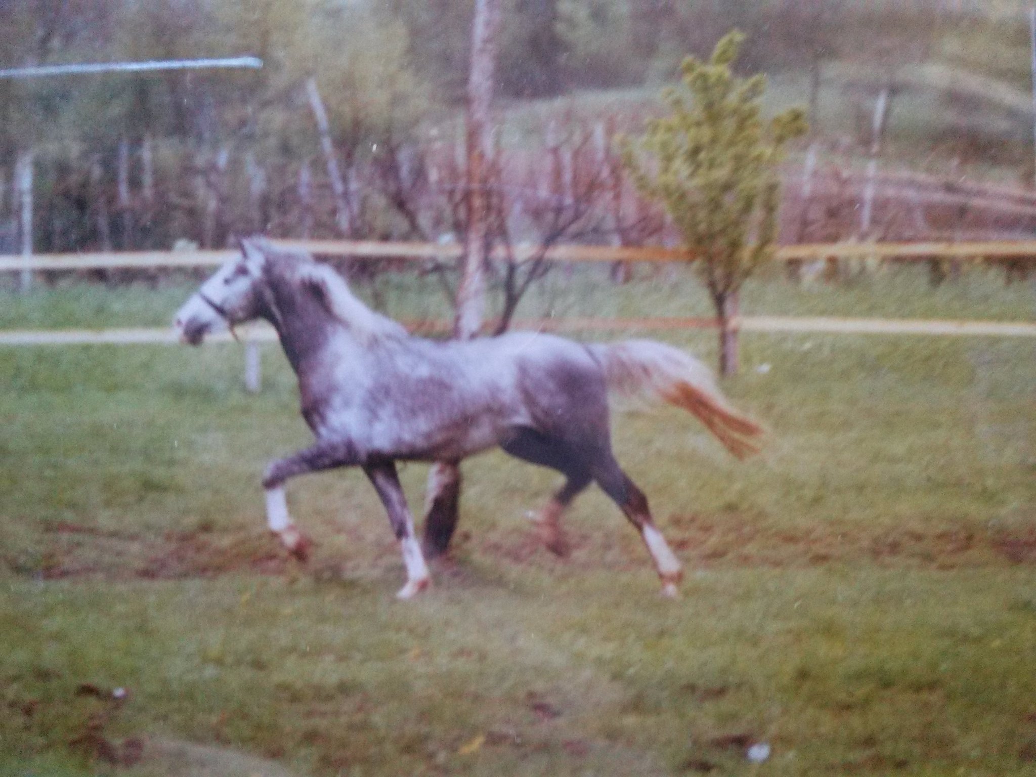 614 Neapolitano Gaeta I