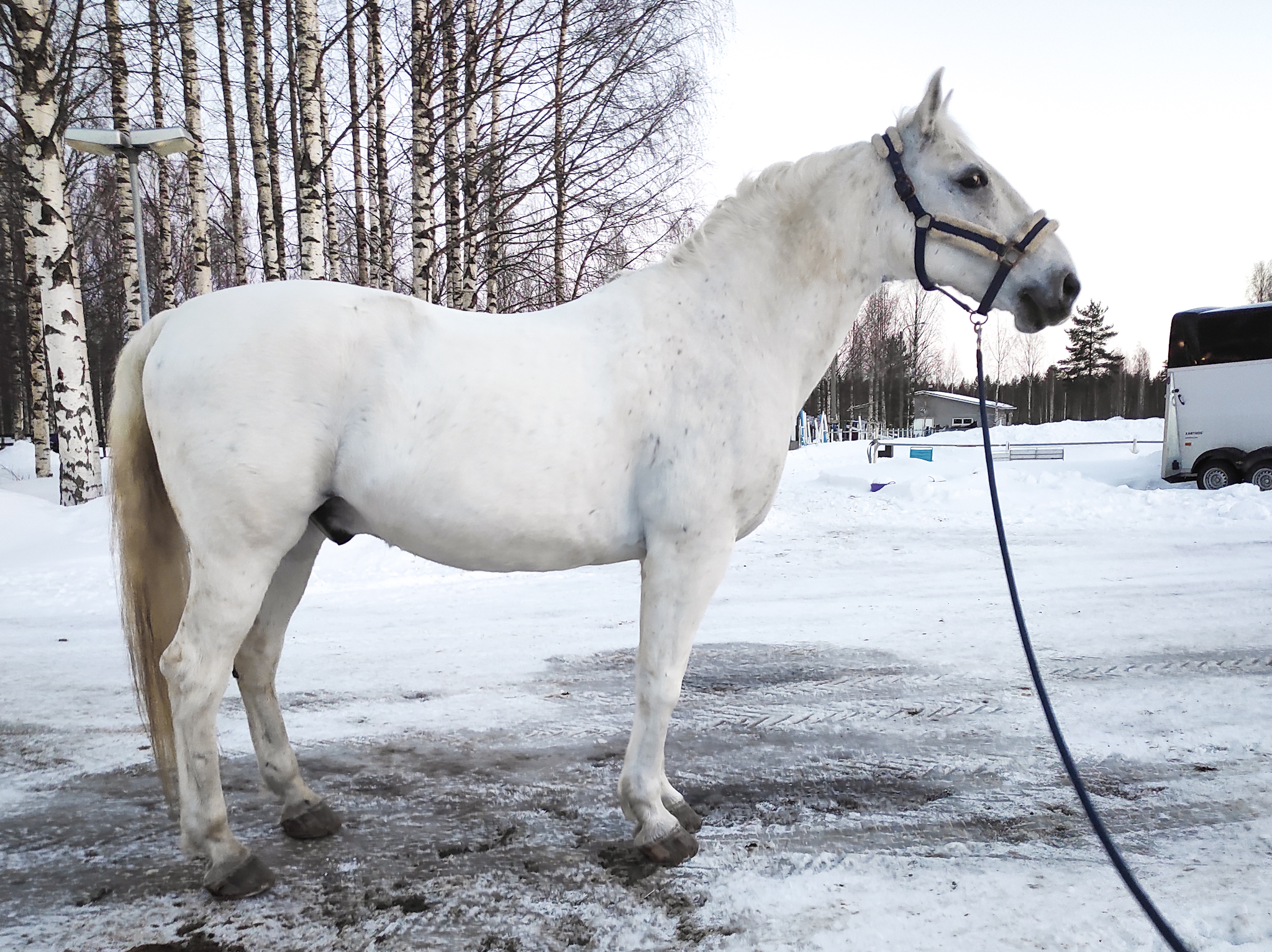 622 Pluto Valdamora II