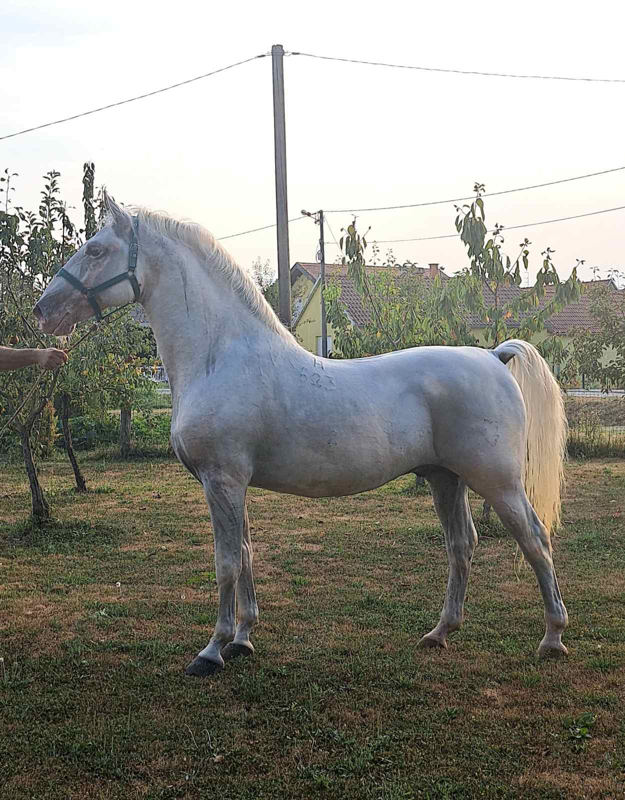 623 Conversano Zenta XV-2