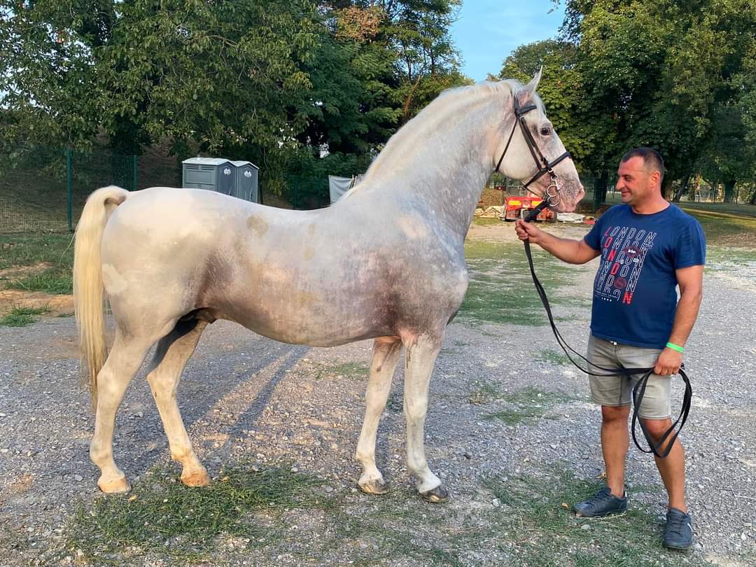 623 Conversano Zenta XV-2