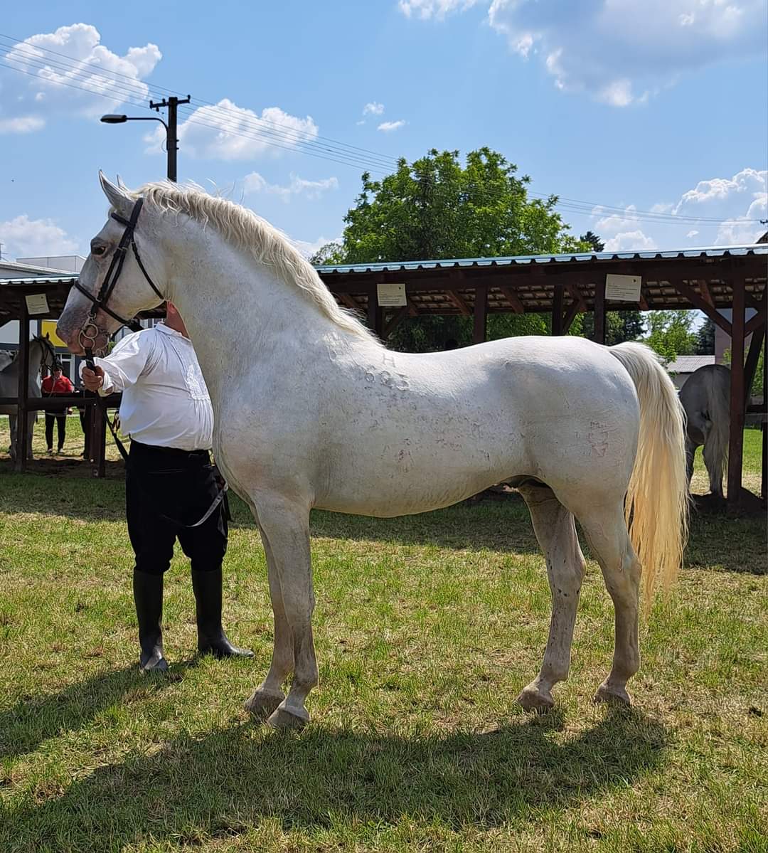 623 Conversano Zenta XV-2