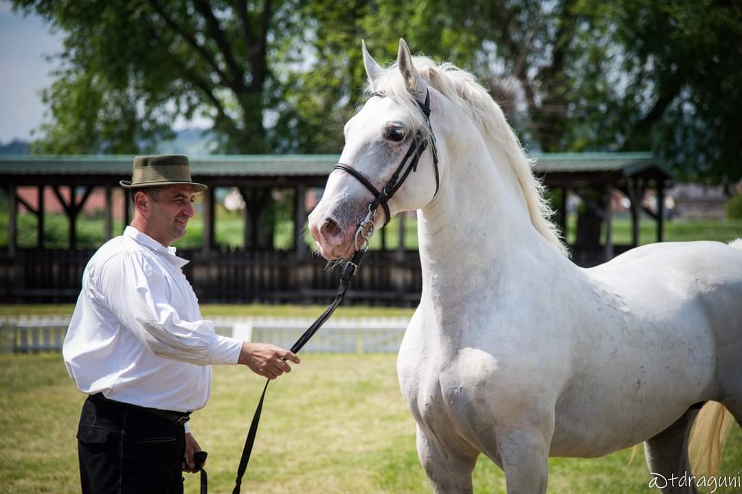 623 Conversano Zenta XV-2