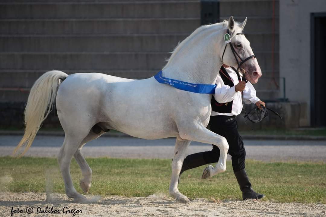 623 Conversano Zenta XV-2