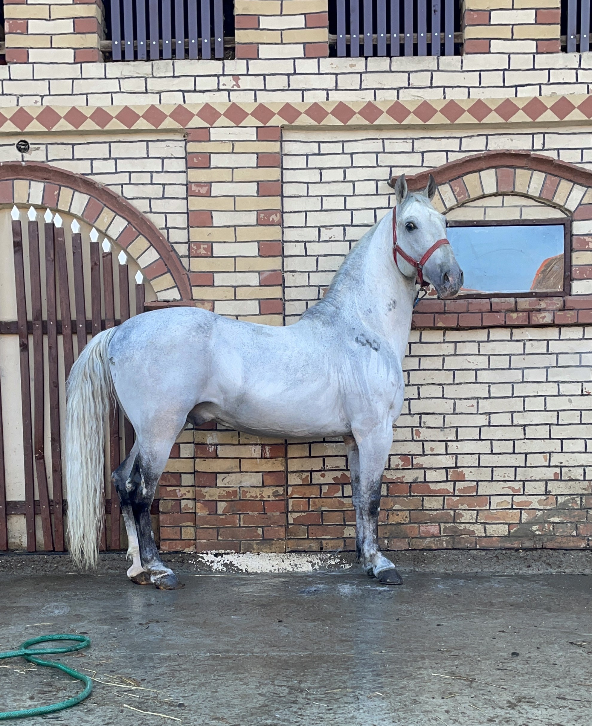 628 Conversano Trofetta XIV-1