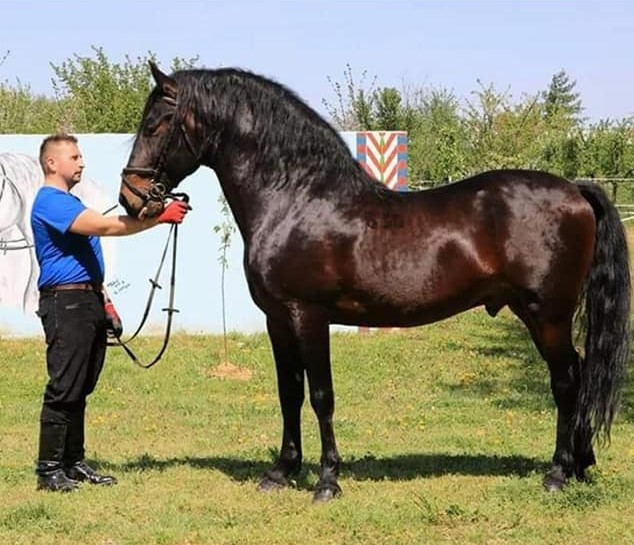 630 Favory Santa XLII-4