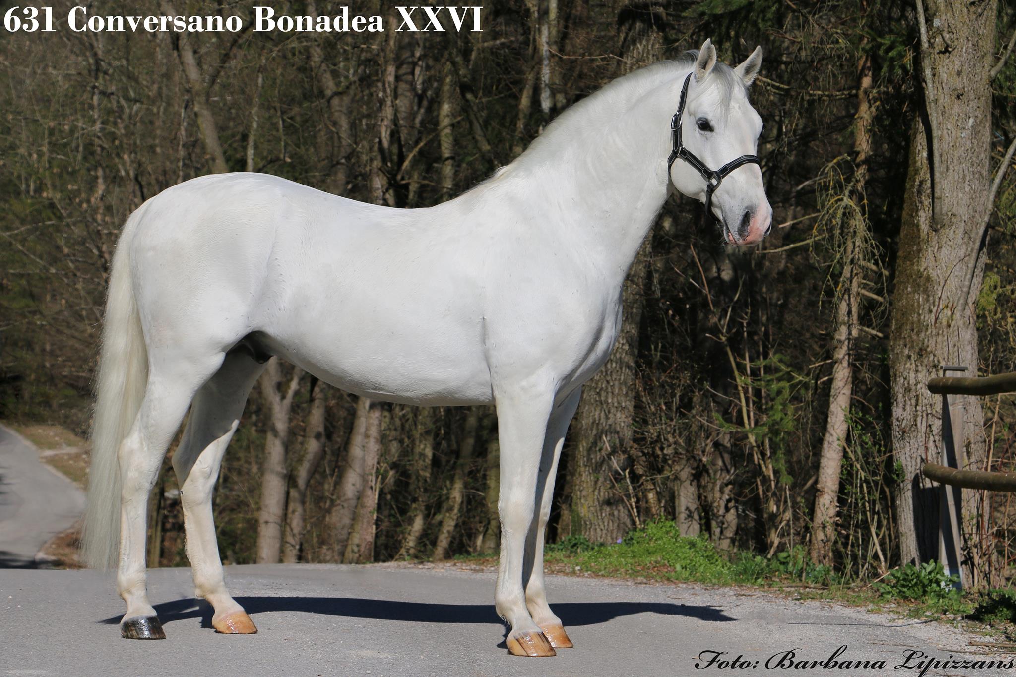 631 Conversano Bonadea XXVI