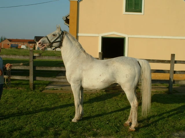 671 Maestoso Trofetta V-5