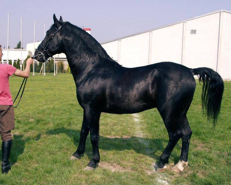 688 Siglavy Liza  XXXVI-1