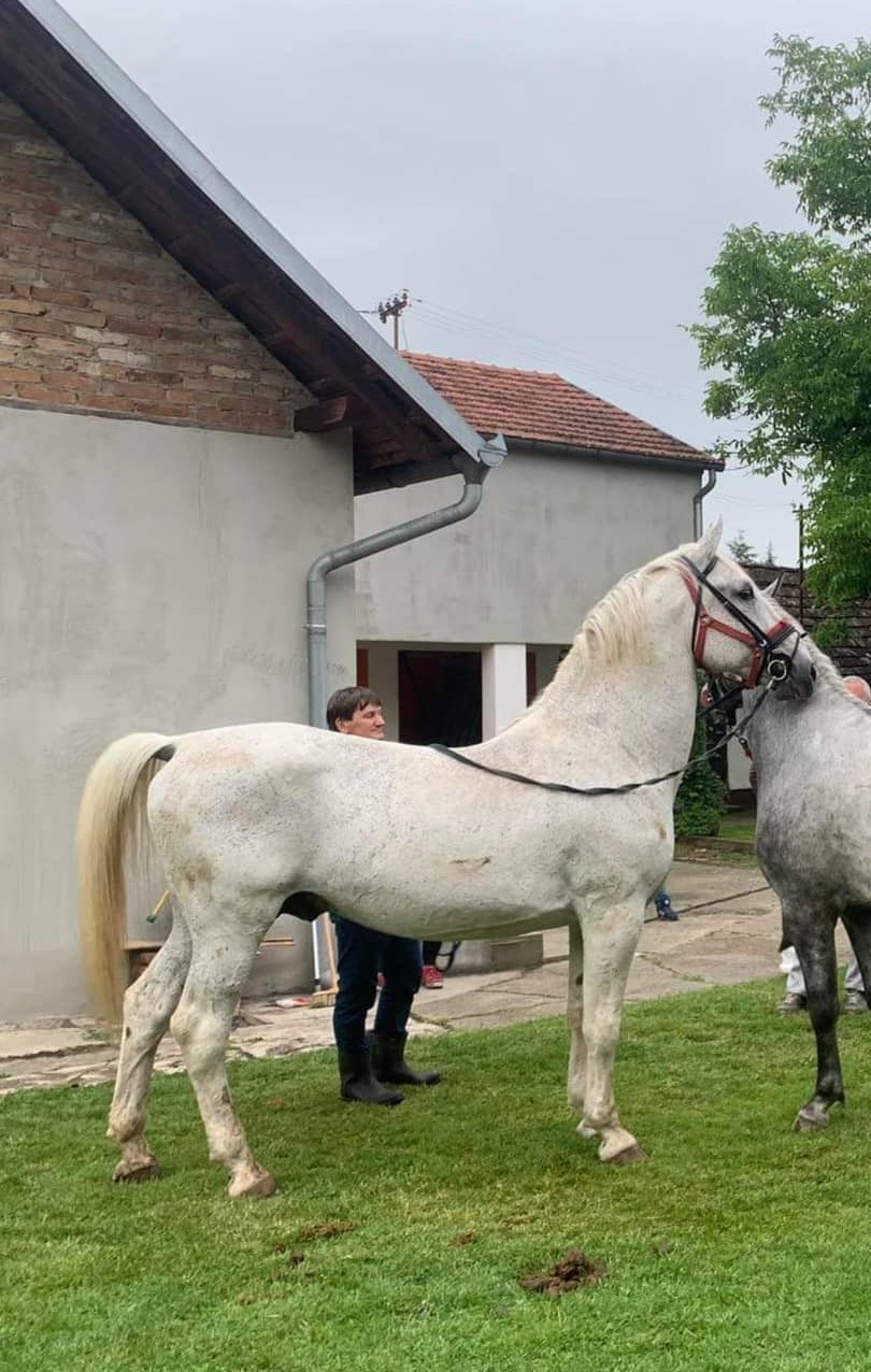 697 Siglavy Zenta XI-1