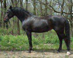 7027 Conversano VI-29 (Rubia)